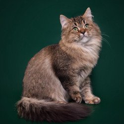 Siberian REZ Velinda
