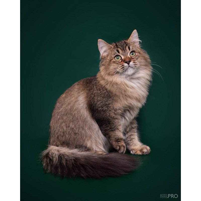 Siberian REZ Velinda