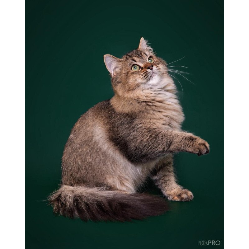 Siberian REZ Velinda