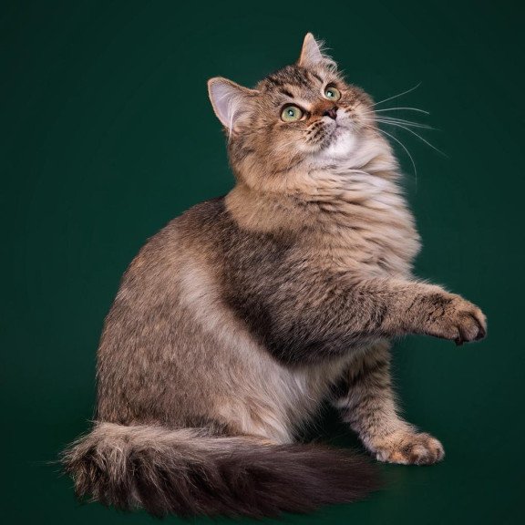 Siberian REZ Velinda