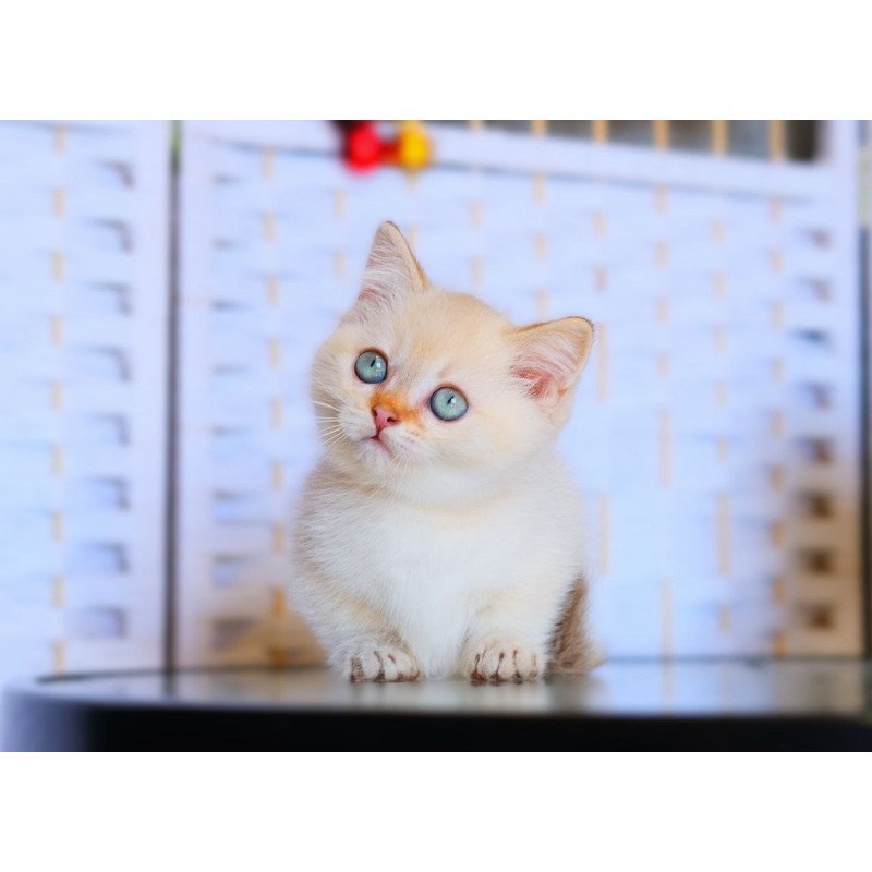 Munchkin WP Silian
