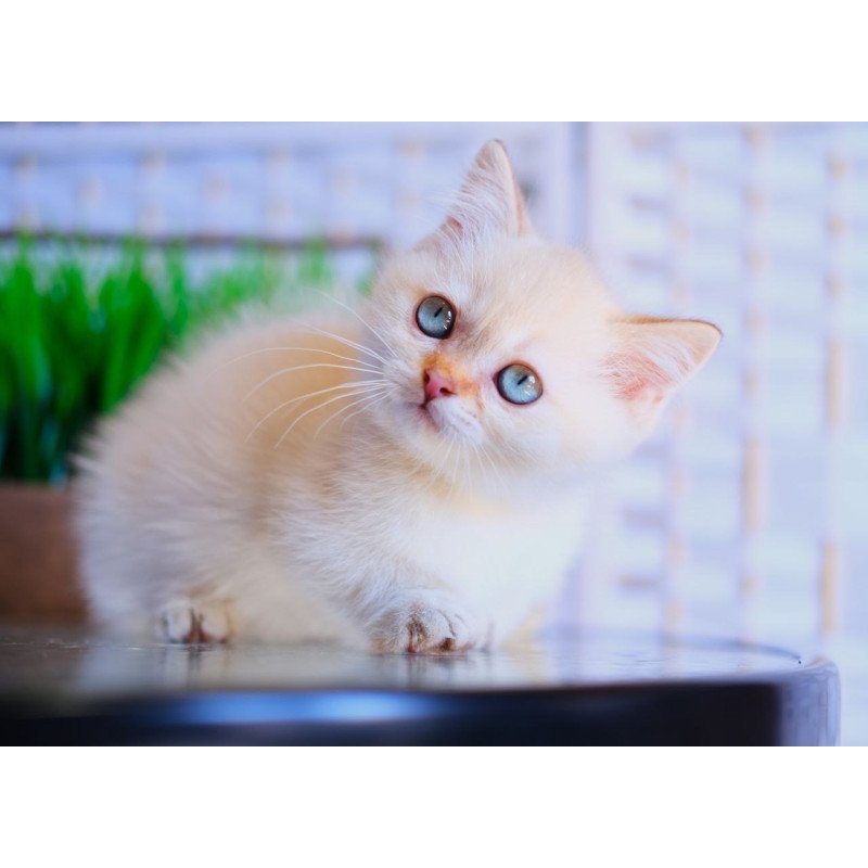 Munchkin WP Silian