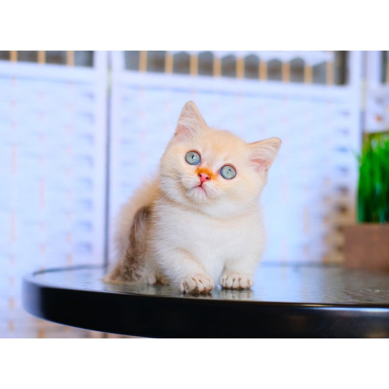 Munchkin WP Silian