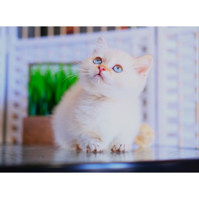 Munchkin WP Silian
