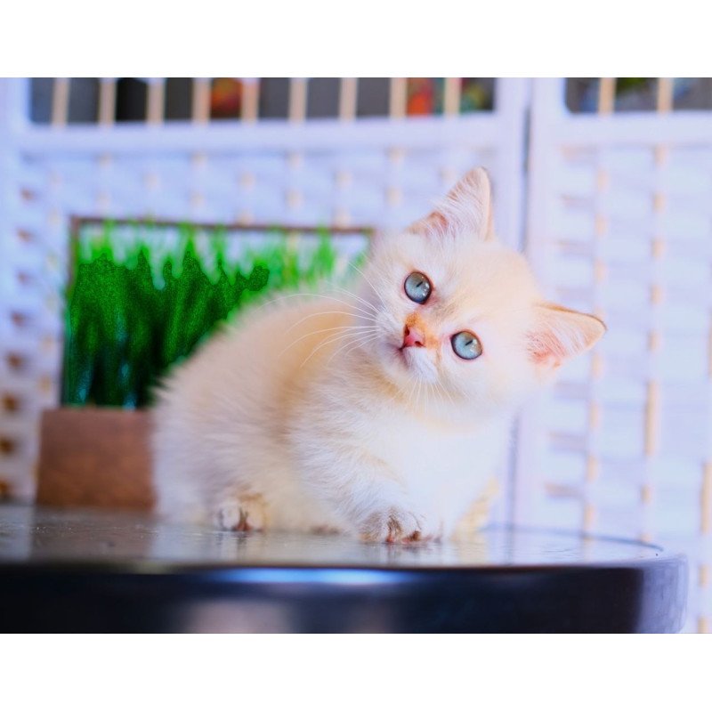 Munchkin WP Silian