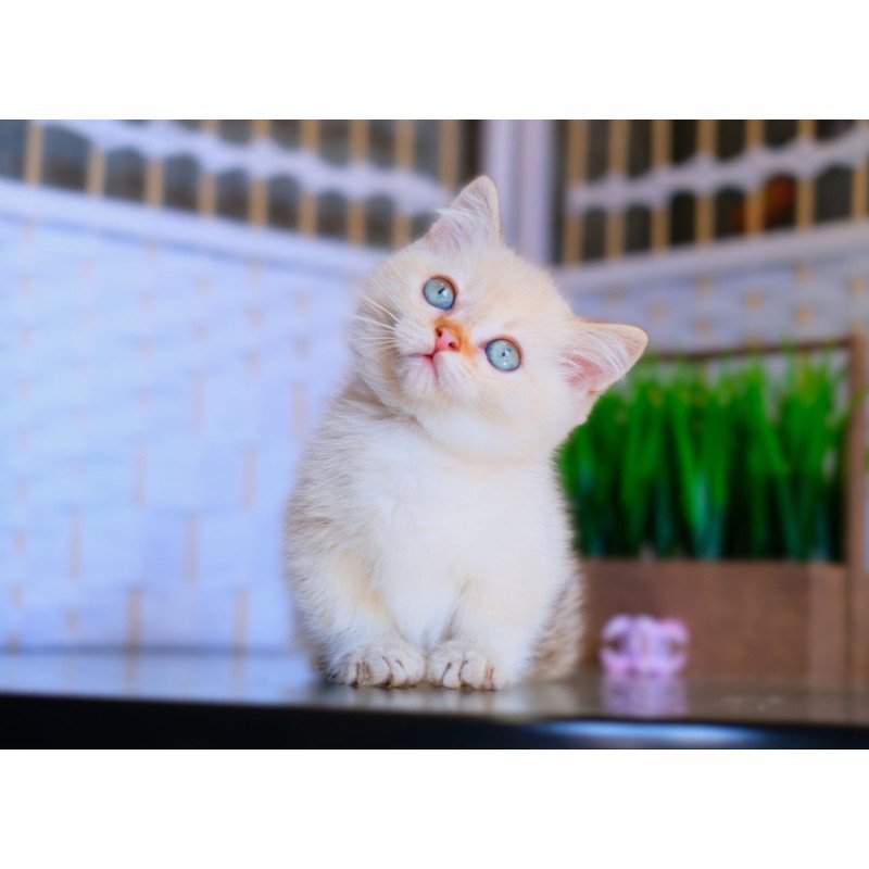 Munchkin WP Silian