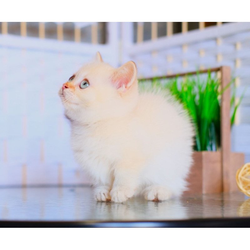 Munchkin WP Silian