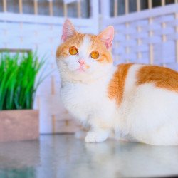 Munchkin WP Silia
