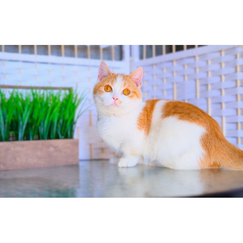 Munchkin WP Silia