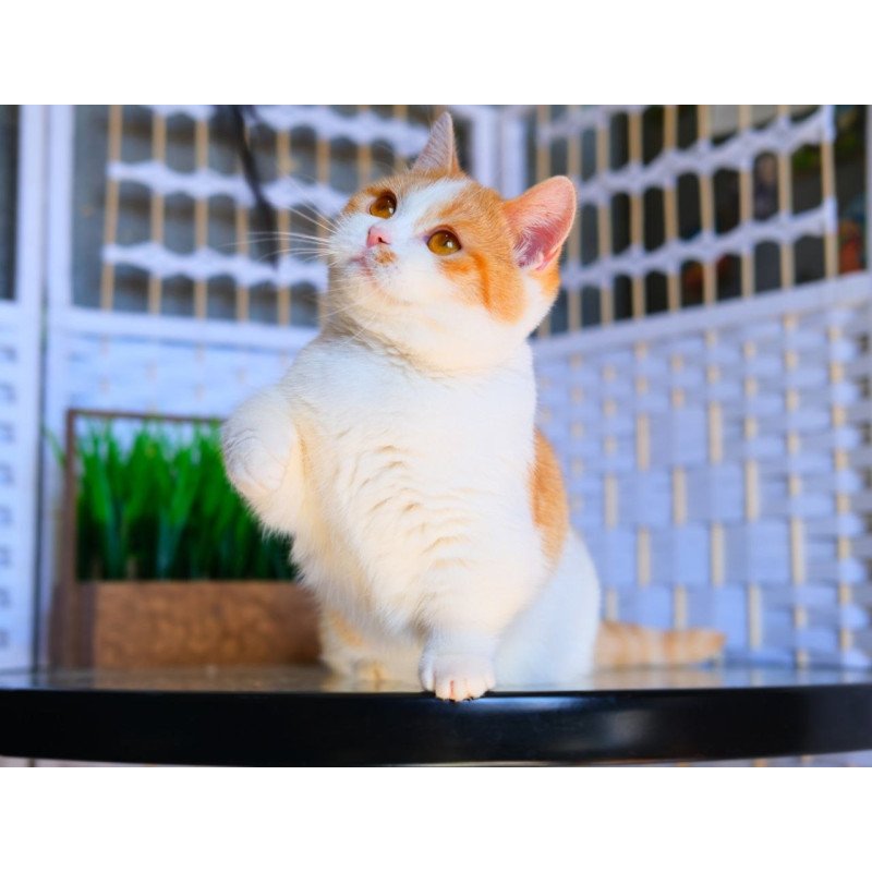 Munchkin WP Silia