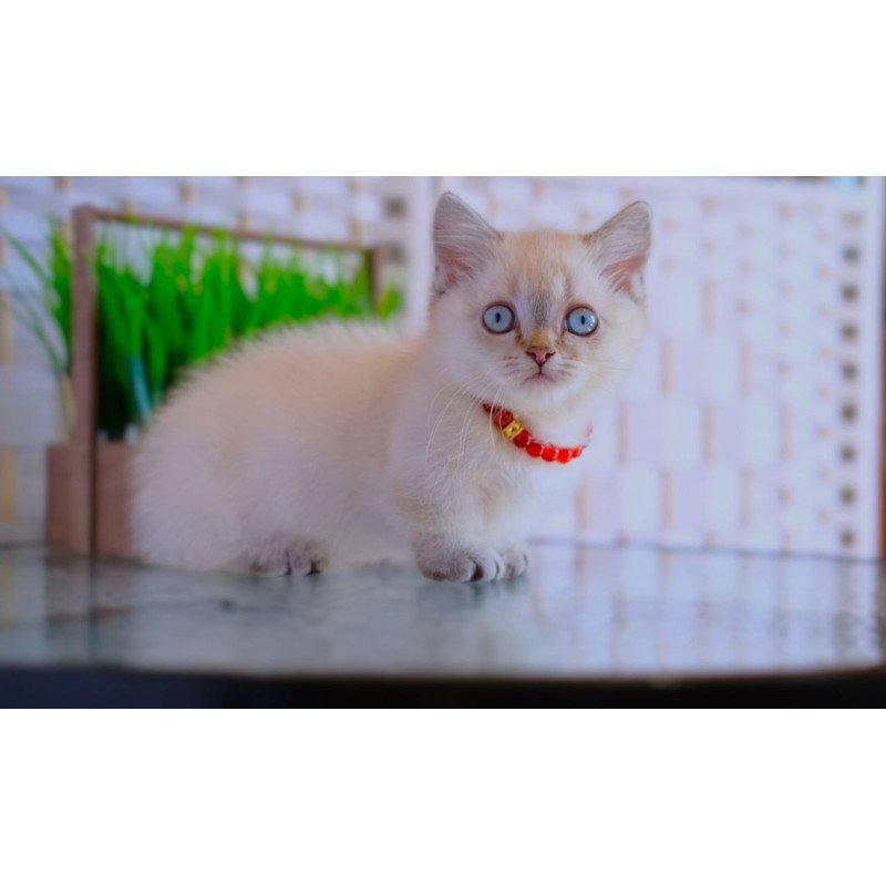 Munchkin WP Seliana