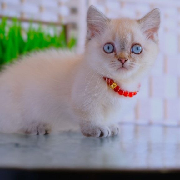 Munchkin WP Seliana