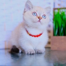 Munchkin WP Seliana