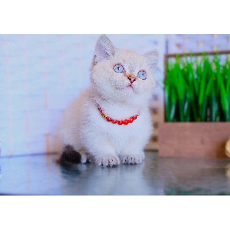 Munchkin WP Seliana