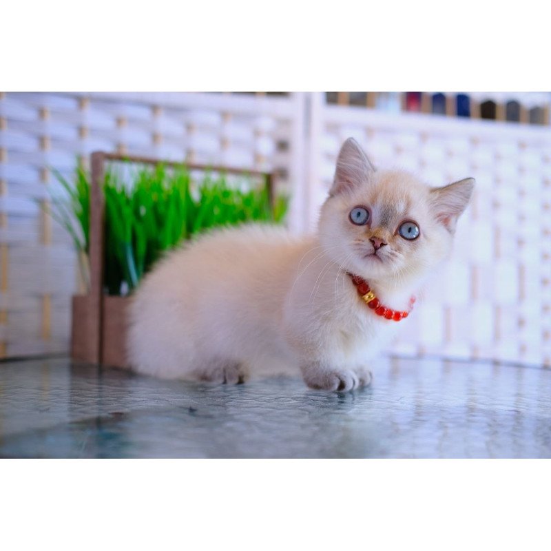 Munchkin WP Seliana