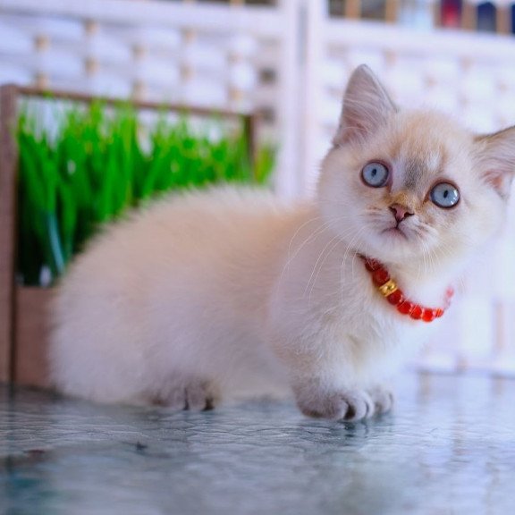 Munchkin WP Seliana
