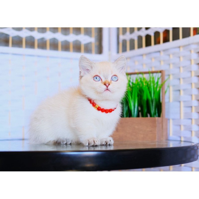 Munchkin WP Seliana