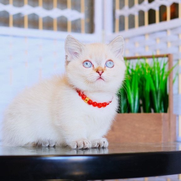 Munchkin WP Seliana