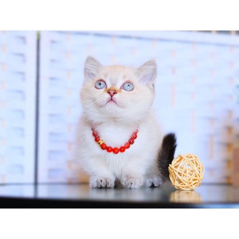 Munchkin WP Seliana