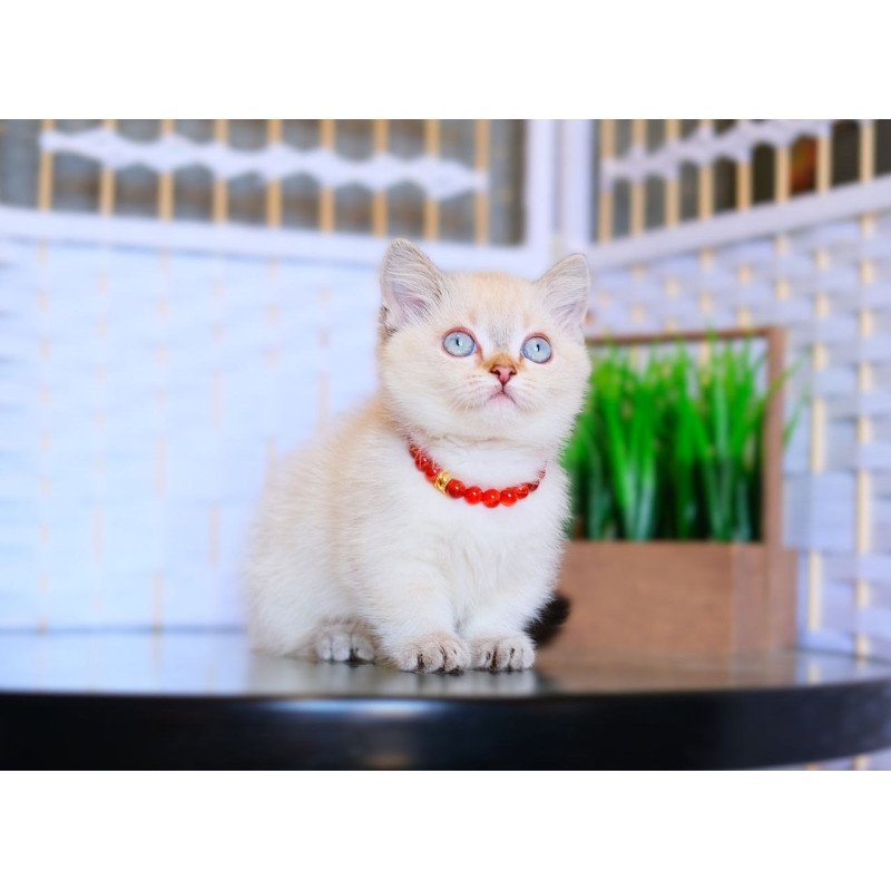 Munchkin WP Seliana