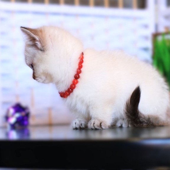 Munchkin WP Seliana