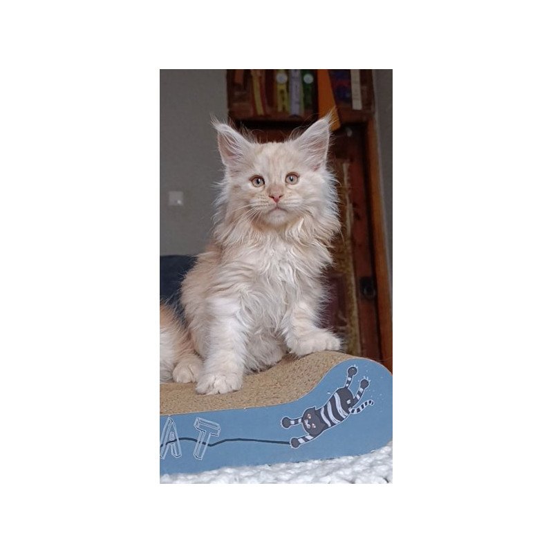 Maine Coon Alva Orlando
