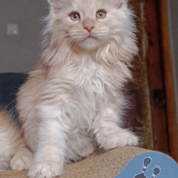 Maine Coon Alva Orlando
