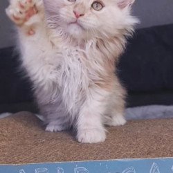Maine Coon Alva Orlando