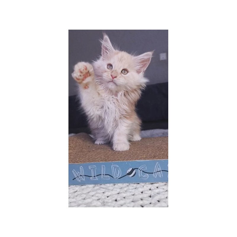 Maine Coon Alva Orlando