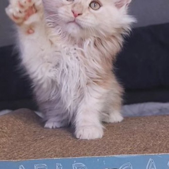 Maine Coon Alva Orlando