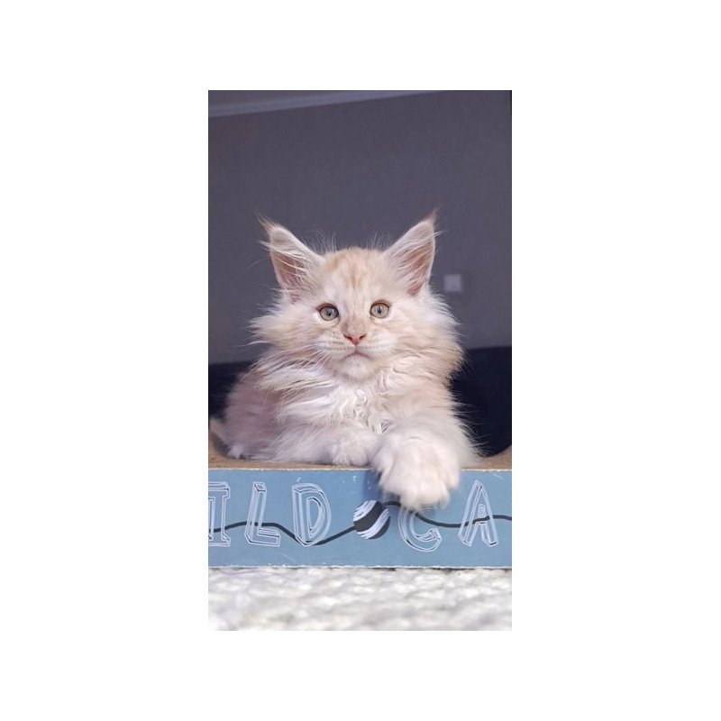 Maine Coon Alva Orlando