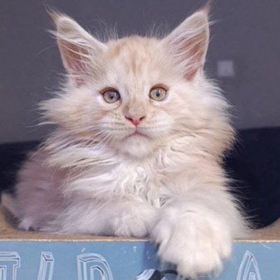 Maine Coon Alva Orlando