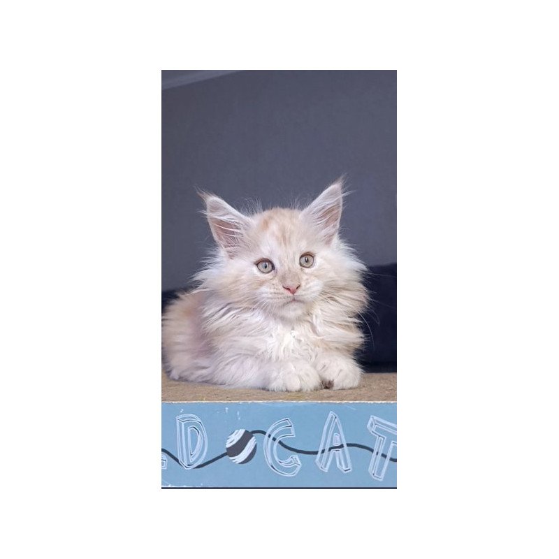 Maine Coon Alva Orlando