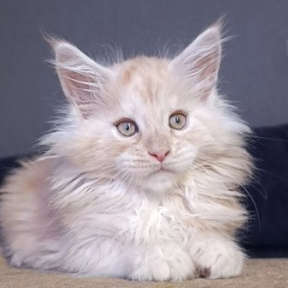 Maine Coon Alva Orlando