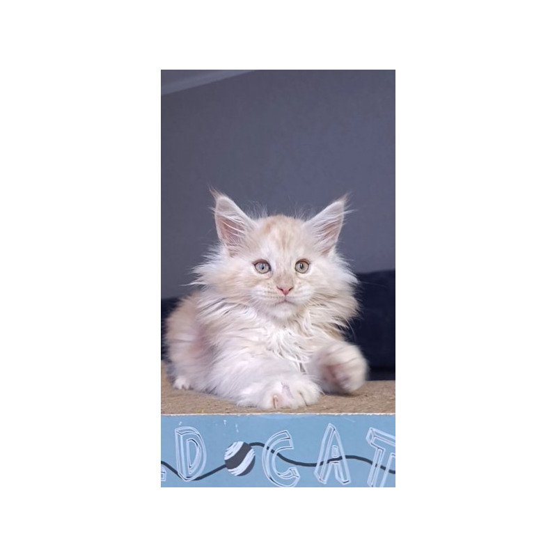 Maine Coon Alva Orlando