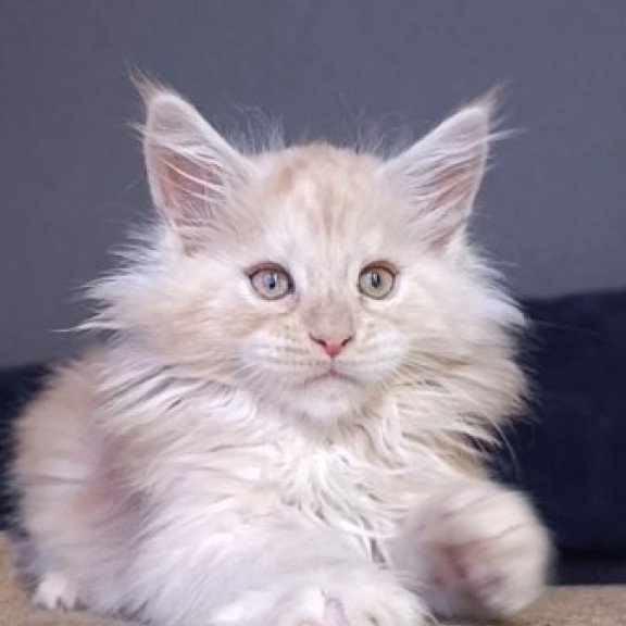 Maine Coon Alva Orlando