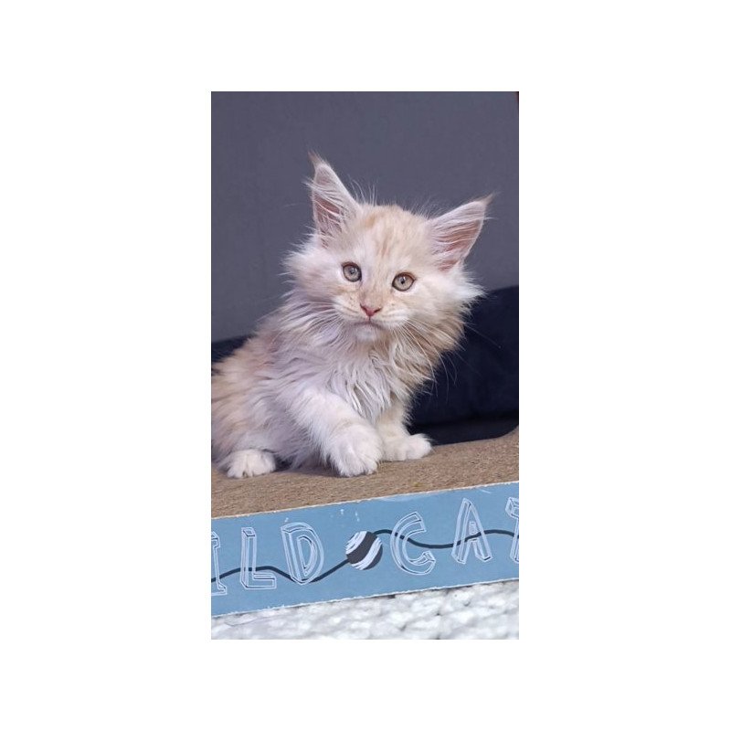 Maine Coon Alva Orlando