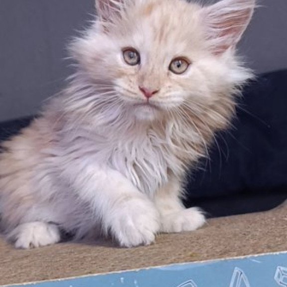 Maine Coon Alva Orlando