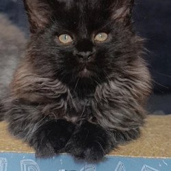 Maine Coon Alva Ostin