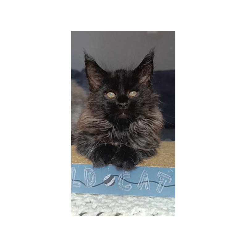 Maine Coon Alva Ostin
