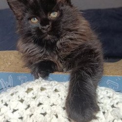 Maine Coon Alva Ostin