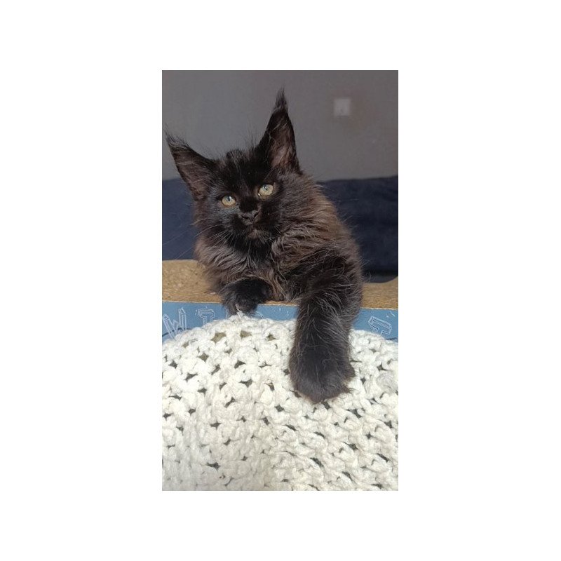Maine Coon Alva Ostin