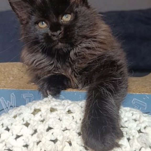 Maine Coon Alva Ostin