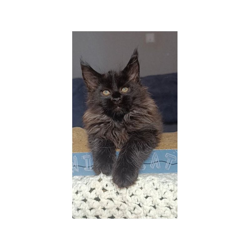 Maine Coon Alva Ostin