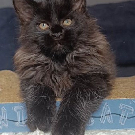 Maine Coon Alva Ostin