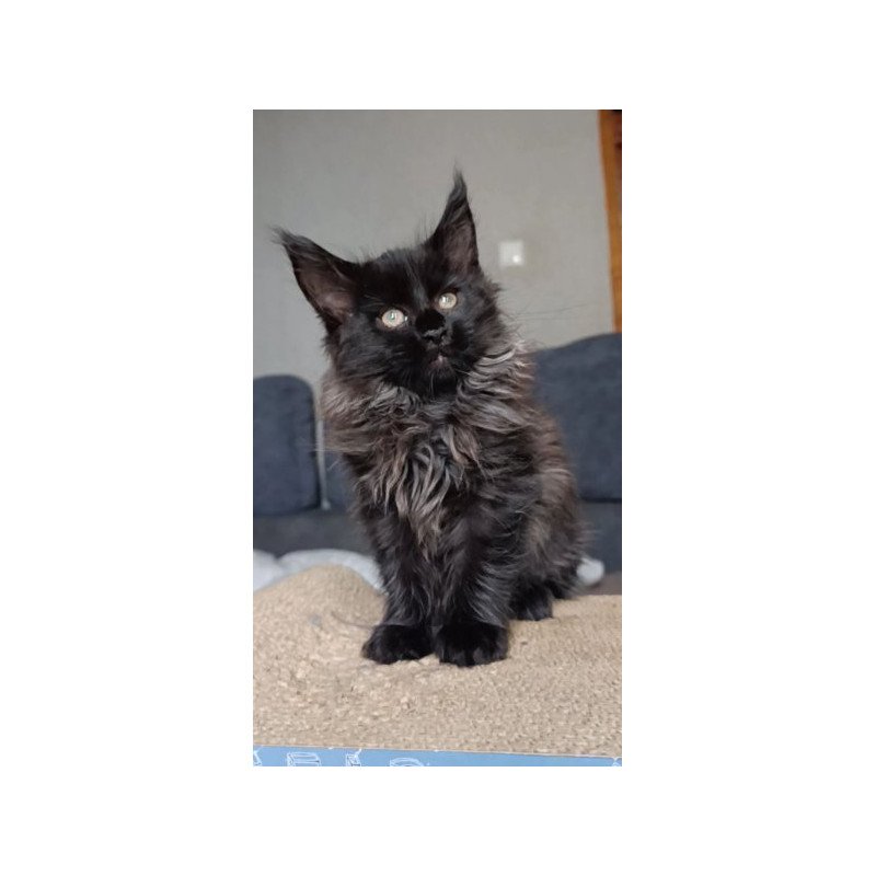 Maine Coon Alva Ostin