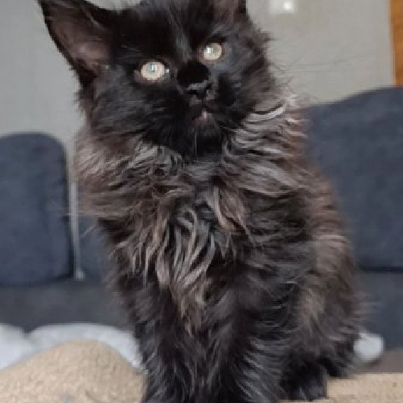 Maine Coon Alva Ostin