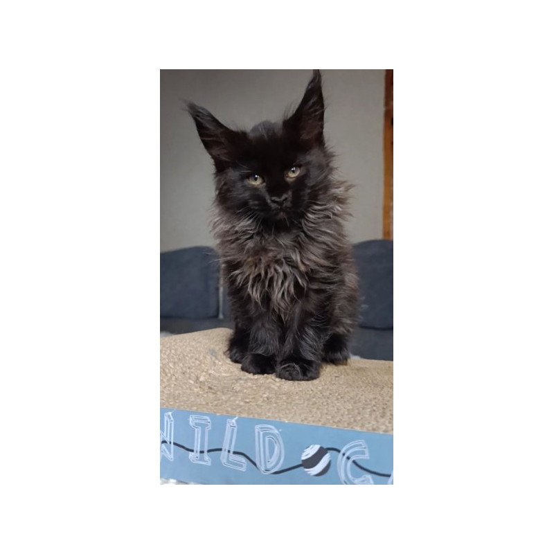 Maine Coon Alva Ostin