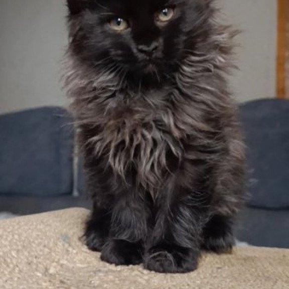 Maine Coon Alva Ostin
