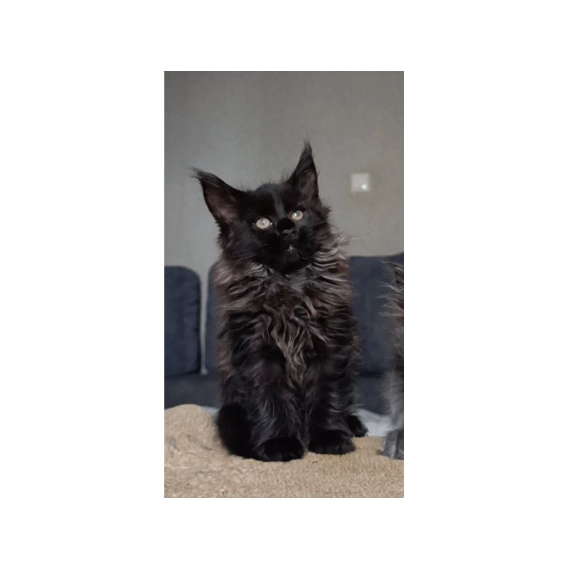 Maine Coon Alva Ostin